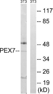 Western blot analysis of lysates from NIH/3T3 cells using Anti-PEX7 Antibody. The right hand lane represents a negative control, where the antibody is blocked by the immunising peptide