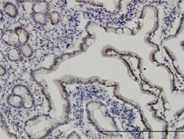 Anti-API5 Mouse Monoclonal Antibody [clone: 1C2]