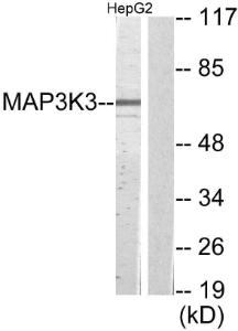 Western blot analysis of lysates from HepG2 cells using Anti-MAP3K3 Antibody. The right hand lane represents a negative control, where the antibody is blocked by the immunising peptide