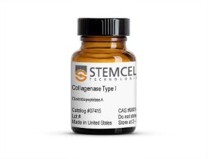 Collagenase Type I