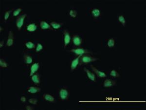 Anti-API5 Mouse Monoclonal Antibody [clone: 1C2]