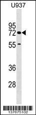 Anti-CERCAM Rabbit Polyclonal Antibody (AP (Alkaline Phosphatase))