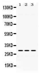 Anti-ADO Rabbit Polyclonal Antibody