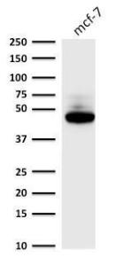 Antibody A249154-100 100 µg