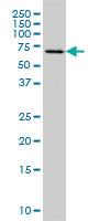 Anti-FGR Mouse Monoclonal Antibody [clone: 3G10]