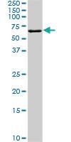 Anti-FGR Mouse Monoclonal Antibody [clone: 3G10]