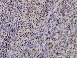 Anti-IRF2 Mouse Monoclonal Antibody [clone: 3B5]