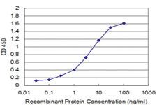 Anti-API5 Mouse Monoclonal Antibody [clone: 1C2]