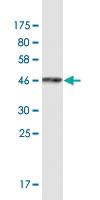 Anti-ARFGEF1 Mouse Monoclonal Antibody [clone: 3E11]