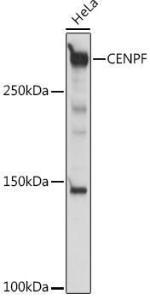 Antibody A308098-100 100 µl