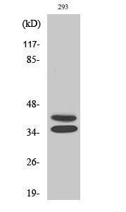 Anti-Pax2 Rabbit Polyclonal Antibody