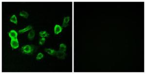 Immunofluorescence analysis of MCF7 cells using Anti-OR5P2 Antibody. The right hand panel represents a negative control, where the antibody was pre-incubated with the immunising peptide.