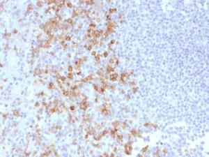 Immunohistochemical analysis of formalin-fixed, paraffin-embedded human spleen using Anti-CD162 Antibody [PSGL1/1601]