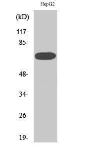 Western blot analysis of various cells using Anti-MAP3K3 Antibody