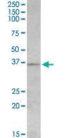 Anti-AURKC Goat Polyclonal Antibody