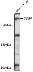 Antibody A308098-100 100 µl