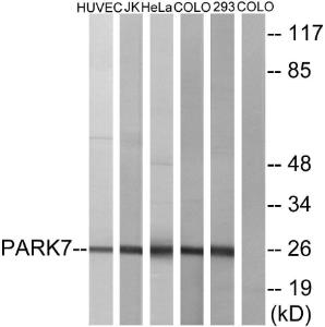 Western blot analysis of lysates from HUVEC, JurKat, HeLa, COLO205, and 293 cells using Anti-PARK7 Antibody. The right hand lane represents a negative control, where the antibody is blocked by the immunising peptide