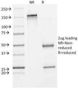 Antibody A249154-100 100 µg