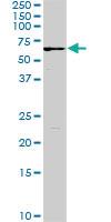 Anti-FGR Mouse Monoclonal Antibody [clone: 3G10]