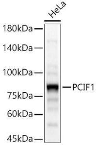 Western blot analysis of HeLa, using Anti-PCIF1 Antibody (A306950) at 1:2,000 dilution. The secondary Antibody was Goat Anti-Rabbit IgG H&L Antibody (HRP) at 1:10000 dilution. Lysates/proteins were present at 25 µg per lane