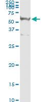 Anti-RASSF8 Antibody Pair