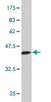 Anti-NR2C2 Mouse Monoclonal Antibody [clone: 2A5]