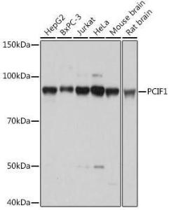 Anti-PCIF1 Antibody (A306951)