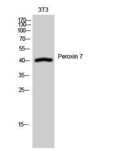 Western blot analysis of 3T3 cells using Anti-PEX7 Antibody