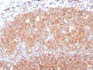 Antibody anti-CD19 CD193117 BSA 100 µg