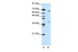 Anti-GRHL3 Rabbit Polyclonal Antibody