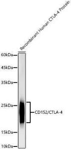 Anti-CTLA4 Rabbit Monoclonal Antibody [clone: ARC57390]