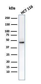 Antibody A249154-100 100 µg