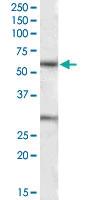 Anti-KCNQ1 Goat Polyclonal Antibody