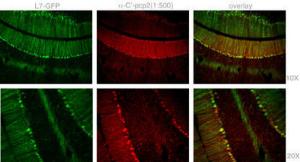 Anti-PCP2 Rabbit Polyclonal Antibody