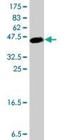 Anti-SPP1 Mouse Polyclonal Antibody