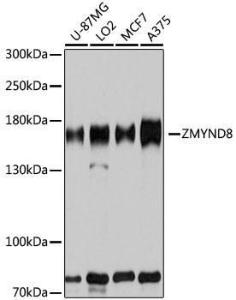 Western blot analysis of extracts of various cell lines, using Anti-ZMYND8 Antibody (A12298) at 1:3,000 dilution. The secondary antibody was Goat Anti-Rabbit IgG H&L Antibody (HRP) at 1:10,000 dilution.