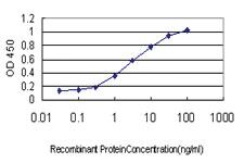 Anti-IRF2 Mouse Monoclonal Antibody [clone: 3B5]