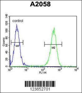 Anti-GFPT2 Rabbit Polyclonal Antibody