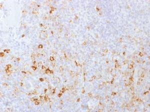 Immunohistochemical analysis of formalin-fixed, paraffin-embedded human tonsil using Anti-CD162 Antibody [PSGL1/1601]