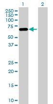 Anti-PLAT Mouse Polyclonal Antibody