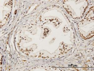 Anti-LMO4 Mouse Monoclonal Antibody [clone: 2B6]