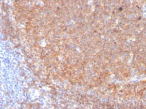 Antibody anti-CD19 CD193117 BSA 100 µg