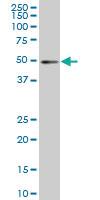 Anti-IRF2 Mouse Monoclonal Antibody [clone: 7C2]