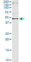 Anti-RASSF8 Polyclonal Antibody Pair