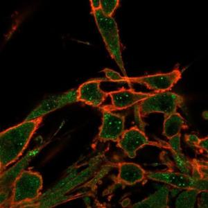 Immunofluorescent analysis of U87 cells stained with Anti-DAXX Antibody [PCRP-DAXX-8B7] followed by Goat Anti-Mouse IgG (CF&#174; 488) (Green). Counterstain is Phalloidin-CF&#174; 640A (Red).