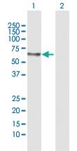 Anti-PLAT Rabbit Polyclonal Antibody