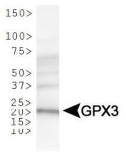 Anti-GPX3 Rabbit Polyclonal Antibody