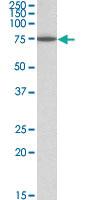 Anti-PAPD5 Goat Polyclonal Antibody