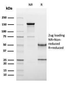 Antibody anti-CD19 CD193117 BSA 100 µg