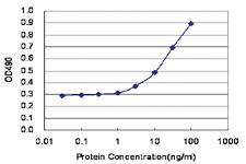 Anti-HOXB9 Polyclonal Antibody Pair